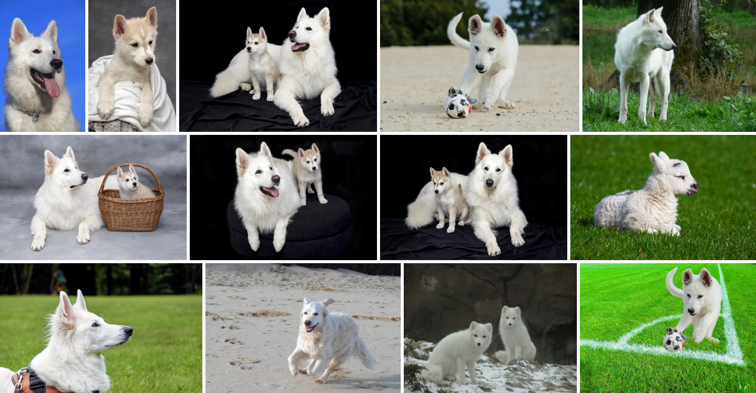 Calendrier 2025 Berger Blanc Suisse - Grand Format 30,5x30,5 Cm, + Agenda De Poche Offert