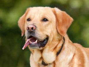 Lire la suite à propos de l’article Les meilleurs colliers anti-aboiement pour chiens