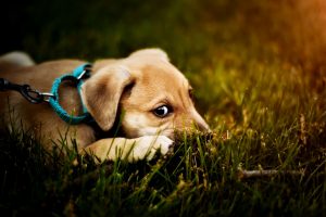 Lire la suite à propos de l’article Les meilleurs colliers anti-parasitaires pour chiens