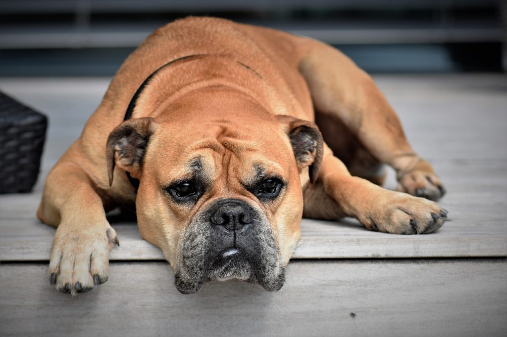 Que faire si mon chien à la diarrhée ?