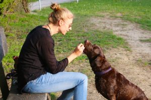 Lire la suite à propos de l’article Les 5 meilleurs clickers pour dresser votre chien