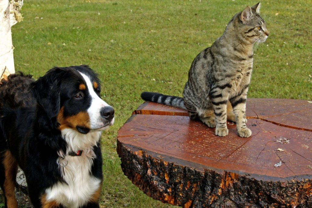 Mutuelle chiens et chats
