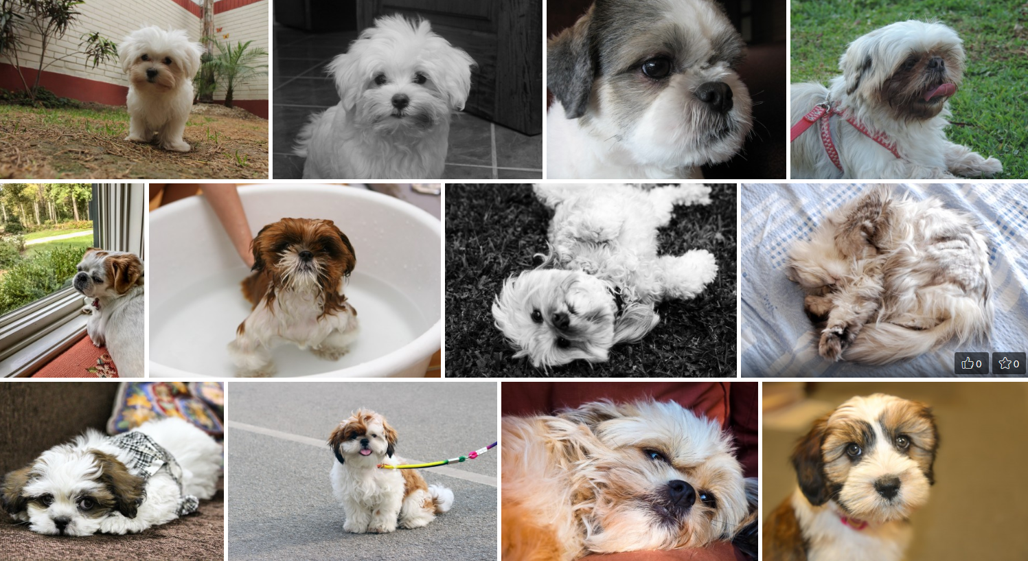 Chien De Race Shih Tzu chien-de-race-shih-tzu