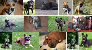 Lire la suite à propos de l’article Chien de race Staffordshire Bull Terrier