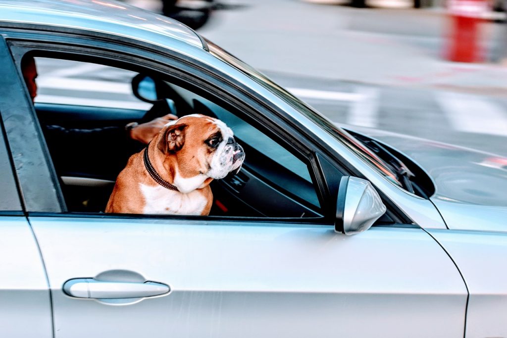 Voyager en voiture avec un chien