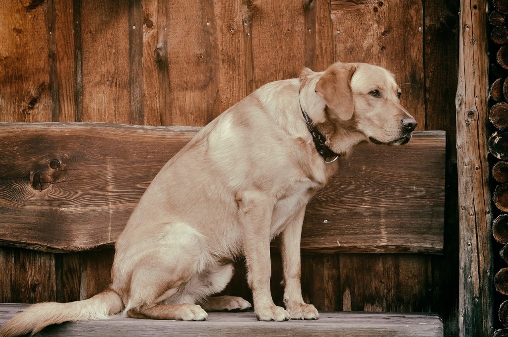 Que faire si mon chien à la diarrhée ?