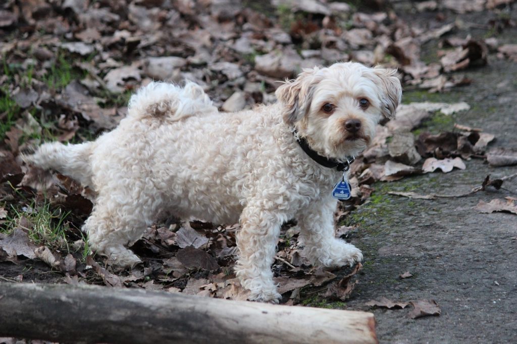 Chien selles excréments