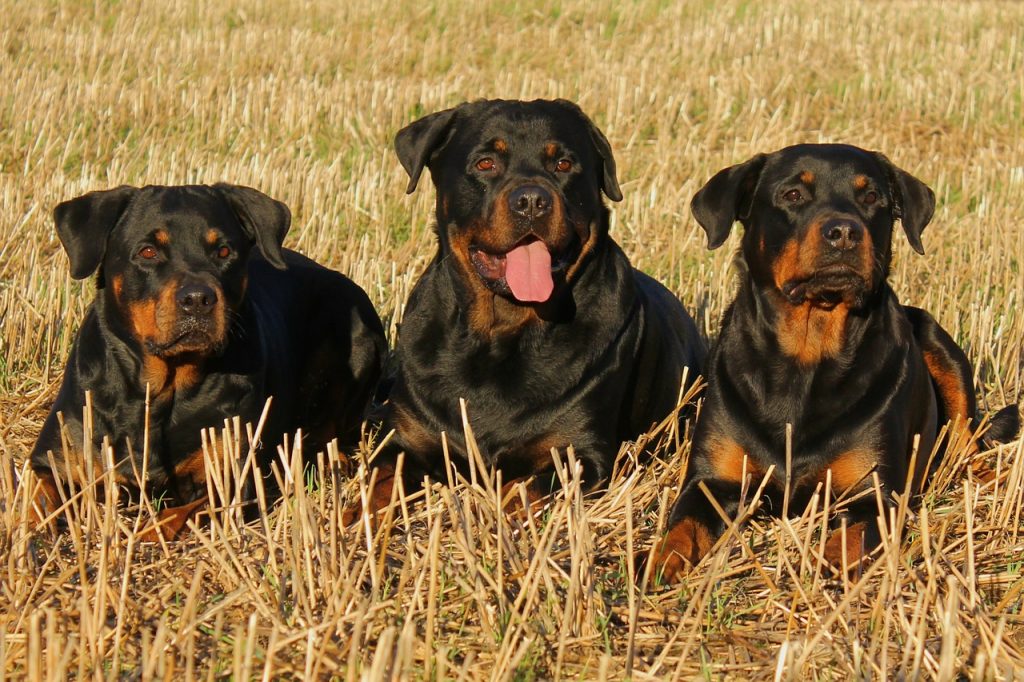 Rottweiler chien dangereux