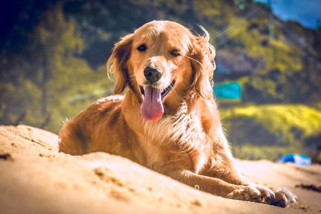 Chiens malades anémie