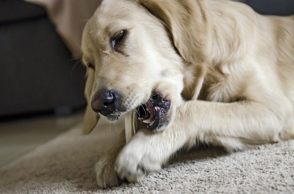 Tartre dents chiens