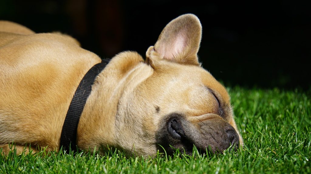 Comment éduquer un chien sourd ?