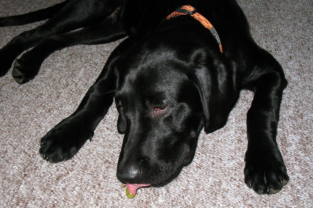 Chien anémié et fatigué