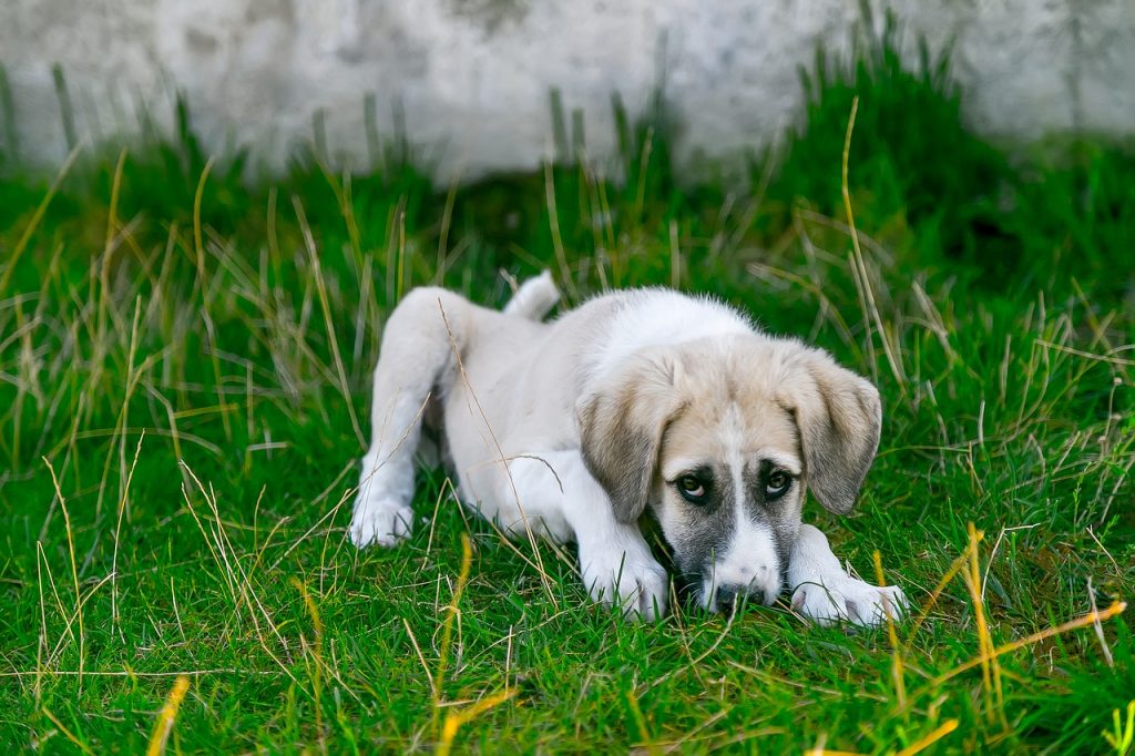 Que faire si mon chien à la diarrhée ?