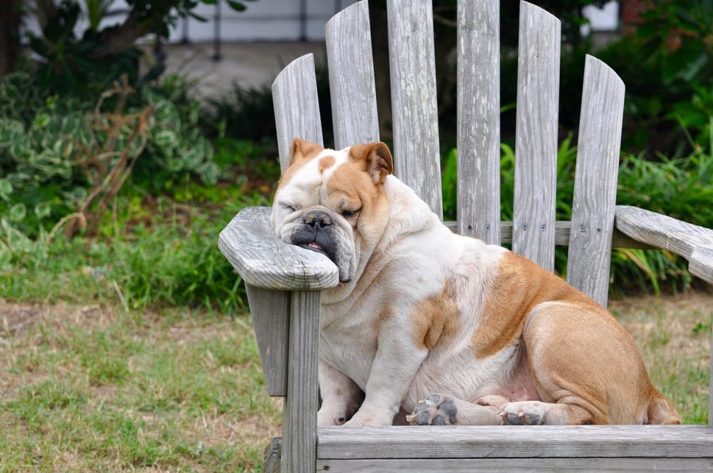 Chien fatigue anémie