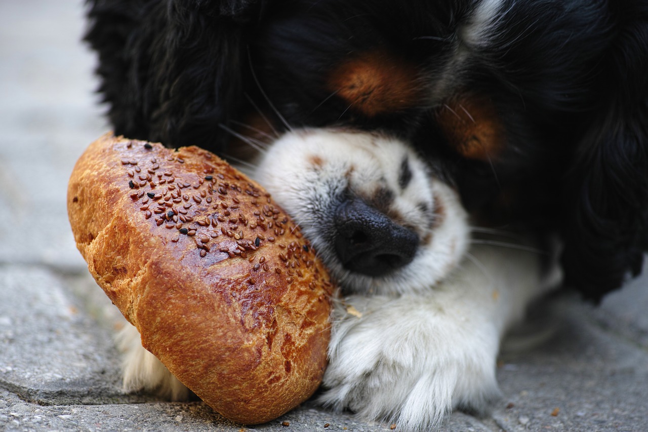 Les chiens peuventils manger du pain