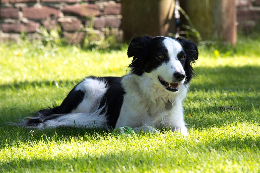 Que faire si mon chien à la diarrhée ?