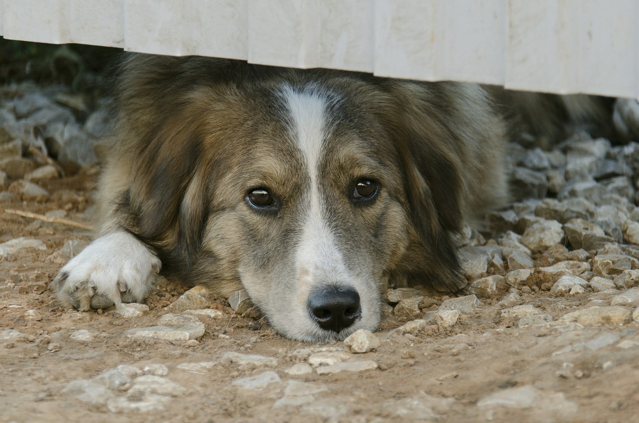 Vomissements jaunes et diarrhée chez le chien