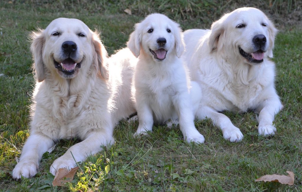 Golden retriever chien guide d'aveugle