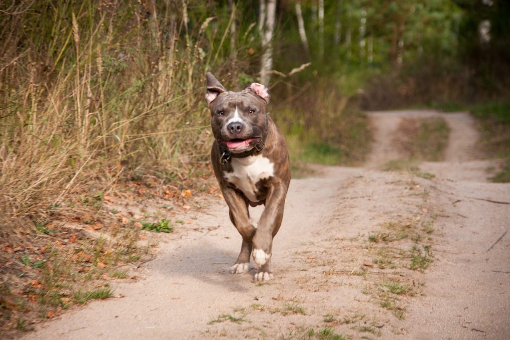 top 10 des chiens les plus dangereux au monde