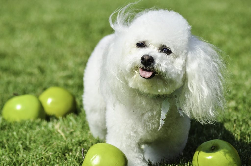 Sang dans les excréments chiens