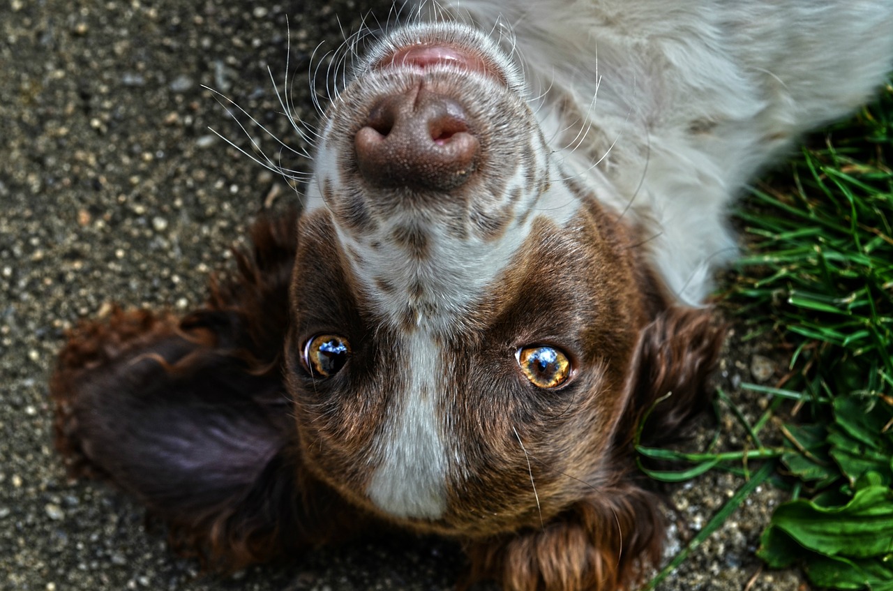 Comment voient les chiens