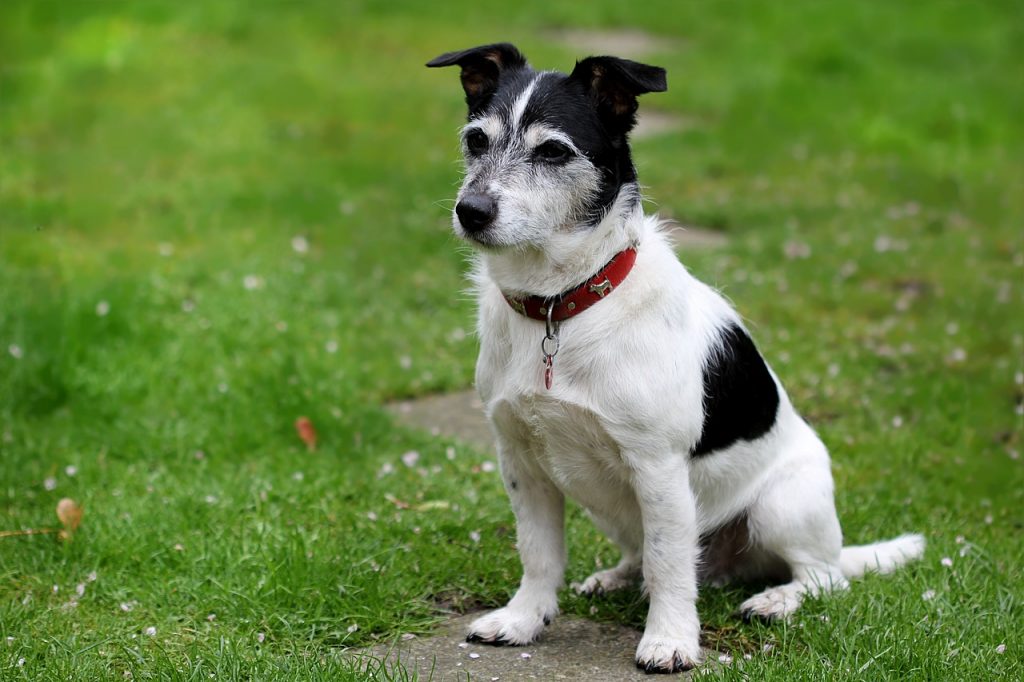 Apprendre l'ordre assis à un chien