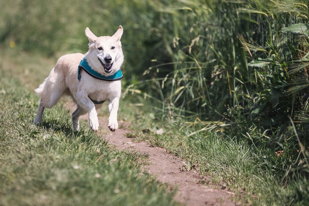 Asthme chez les chiens