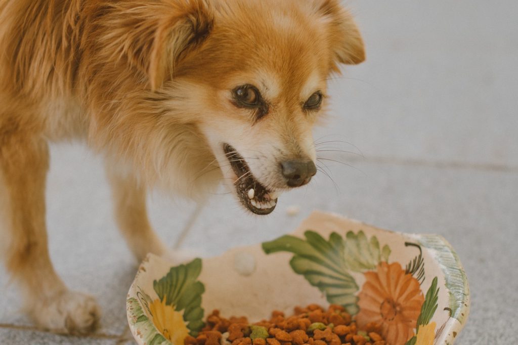 Heure des repas des chiens