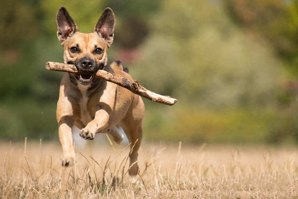 Traitement asthme chiens