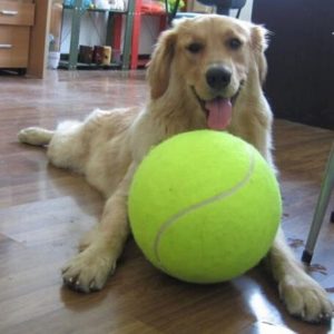Jouet balle de tennis géante pour chien